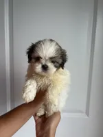 Lily, a female Shih Tzu for sale in Elyria, OH – 1 of 2