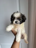 Chiquita, a female Shih Tzu for sale in Elyria, OH – 2 of 3