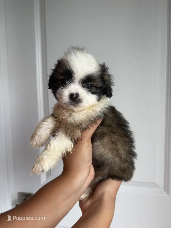 Oreo – Shih Tzu puppy for sale in Elyria, OH