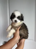 Oreo, a male Shih Tzu for sale in Elyria, OH – 1 of 2