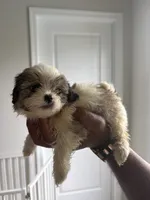 Lola, a female Shih Tzu for sale in Elyria, OH – 2 of 2