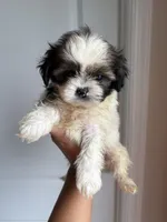 Chiquita, a female Shih Tzu for sale in Elyria, OH – 3 of 3