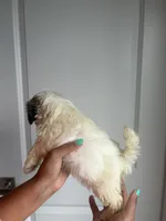 Lily, a female Shih Tzu for sale in Elyria, OH – 2 of 2