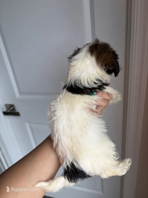 Chiquita – Shih Tzu puppy for sale in Elyria, OH