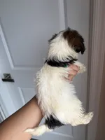 Chiquita, a female Shih Tzu for sale in Elyria, OH – 1 of 3