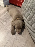 Colonel Mustard, a male Labrador Retriever for sale in South Lake Tahoe, CA – 5 of 5