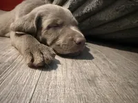 Colonel Mustard, a male Labrador Retriever for sale in South Lake Tahoe, CA – 4 of 5