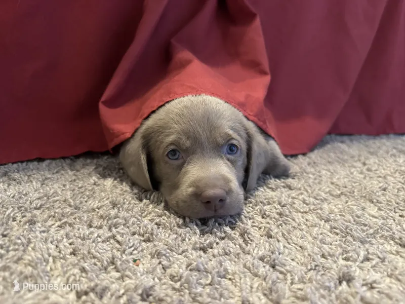 Larry Bird – Labrador Retriever puppy for sale in South Lake Tahoe, CA