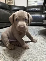 Liam Neeson, a male Labrador Retriever for sale in South Lake Tahoe, CA – 2 of 3
