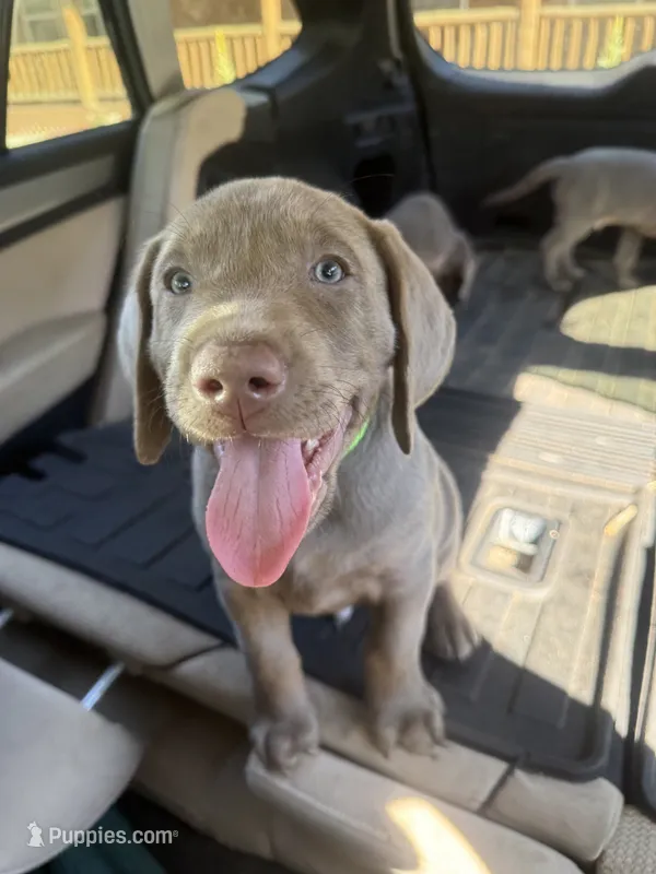Larry Bird – Labrador Retriever puppy for sale in South Lake Tahoe, CA