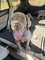 Larry Bird, a male Labrador Retriever for sale in South Lake Tahoe, CA – 2 of 3