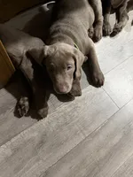 Larry Bird, a male Labrador Retriever for sale in South Lake Tahoe, CA – 3 of 4