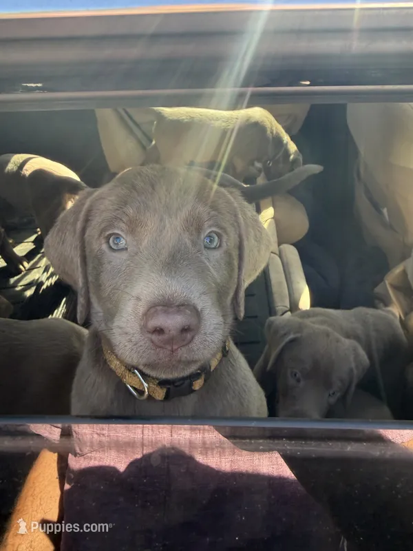 Colonel Mustard – Labrador Retriever puppy for sale in South Lake Tahoe, CA