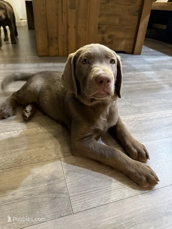 Liam Neeson – Labrador Retriever puppy for sale in South Lake Tahoe, CA