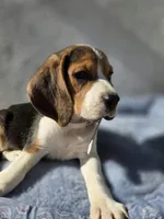 Nila, a female Beagle for sale in Fountain Valley, CA – 5 of 5