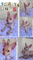 Bluebelle, a male Chihuahua for sale in Fountain Valley, CA – 4 of 4