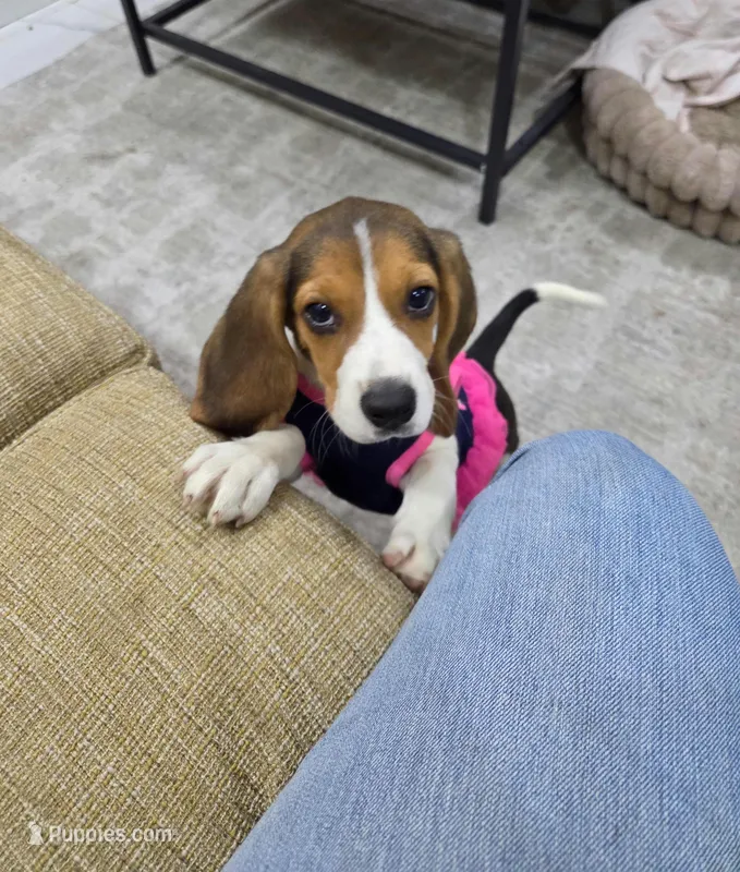 Nora – Beagle puppy for sale in Vista, CA