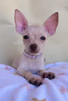 Lilac , a female Chihuahua for sale in Fountain Valley, CA – 2 of 4