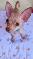 Bluebelle, a male Chihuahua for sale in Fountain Valley, CA – 1 of 4
