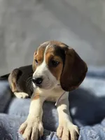 Nila, a female Beagle for sale in Fountain Valley, CA – 4 of 5