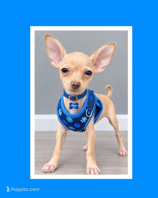 Rayo – Chihuahua puppy for sale in Fountain Valley, CA
