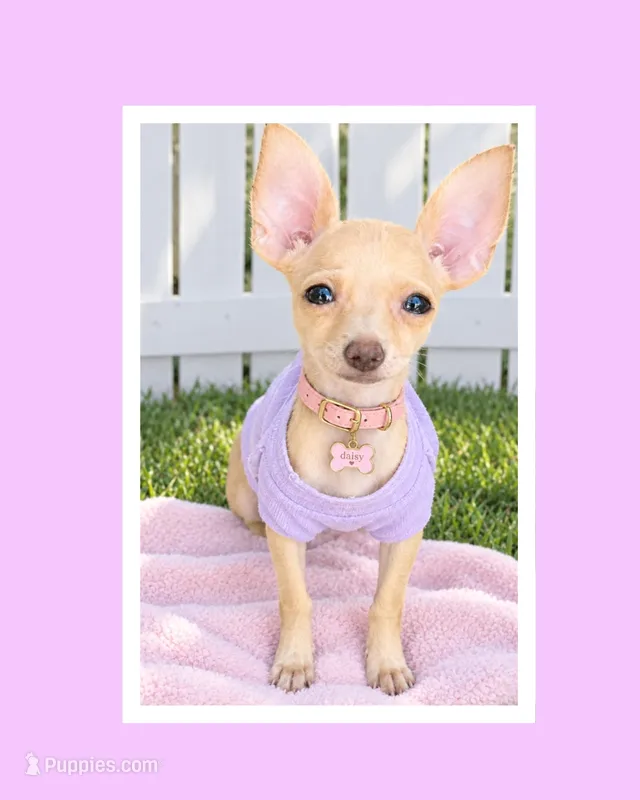 Daisy – Chihuahua puppy for sale in Fountain Valley, CA