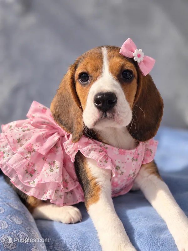 Nora – Beagle puppy for sale in Vista, CA