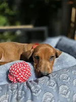 Bruno , a male Dachshund for sale in Fountain Valley, CA – 3 of 7
