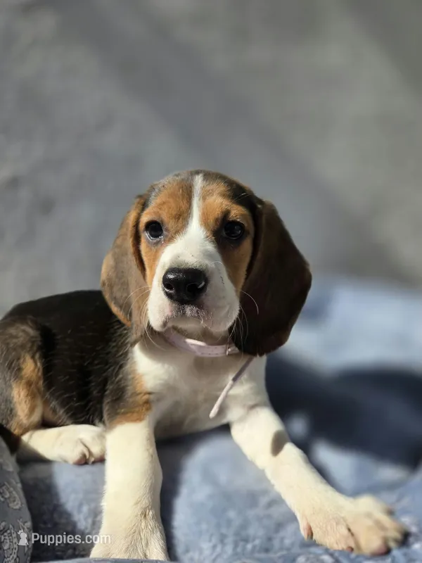 Nila – Beagle puppy for sale in Fountain Valley, CA