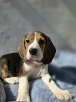 Nila, a female Beagle for sale in Fountain Valley, CA – 1 of 5