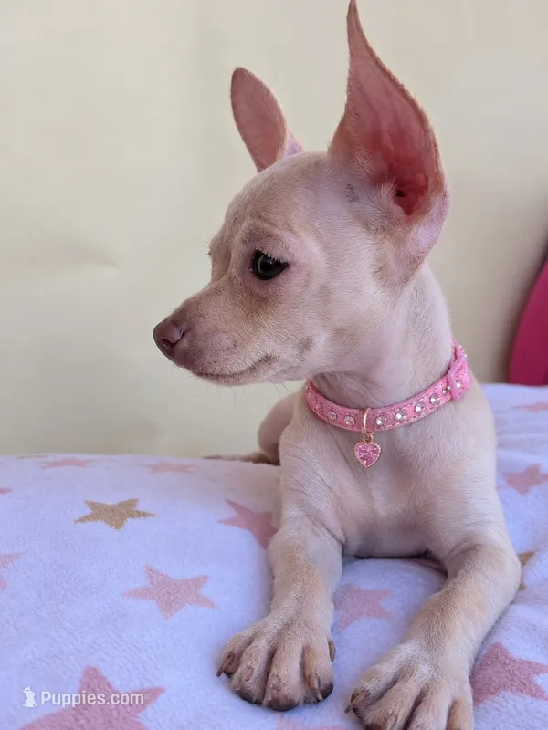 Rose  – Chihuahua puppy for sale in Fountain Valley, CA