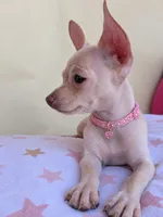 Rose , a female Chihuahua for sale in Fountain Valley, CA – 1 of 4
