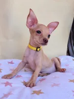 Daisy, a female Chihuahua for sale in Fountain Valley, CA – 2 of 5