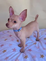 Bluebelle, a male Chihuahua for sale in Fountain Valley, CA – 3 of 4