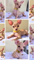 Daisy, a female Chihuahua for sale in Fountain Valley, CA – 4 of 5