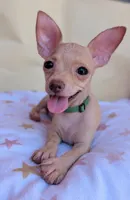 Aster , a male Chihuahua for sale in Fountain Valley, CA – 4 of 5