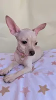 Rose , a female Chihuahua for sale in Fountain Valley, CA – 2 of 4
