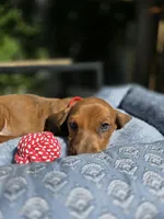 Bruno , a male Dachshund for sale in Fountain Valley, CA – 5 of 7