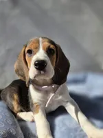 Nila, a female Beagle for sale in Fountain Valley, CA – 3 of 5