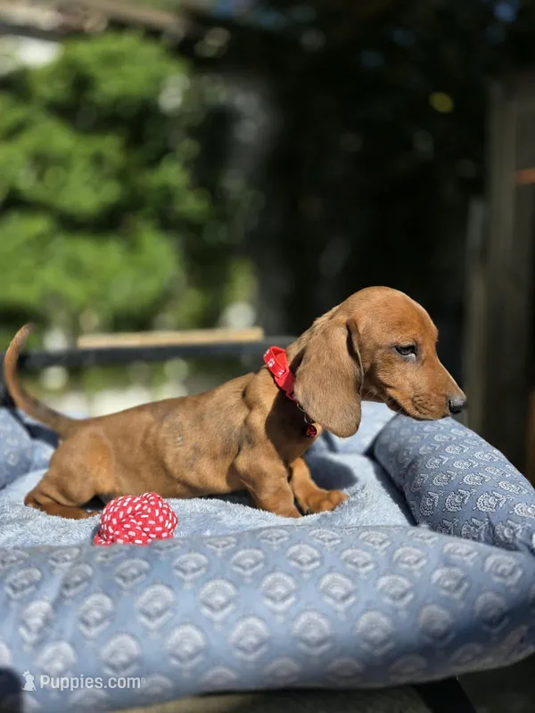 Bruno  – Dachshund puppy for sale in Fountain Valley, CA