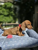 Bruno , a male Dachshund for sale in Fountain Valley, CA – 7 of 7