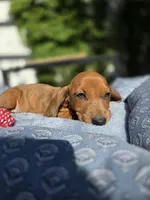 Bruno , a male Dachshund for sale in Fountain Valley, CA – 6 of 7