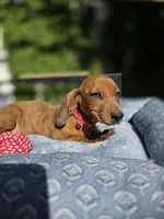 Bruno , a male Dachshund for sale in Fountain Valley, CA – 1 of 7