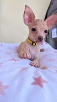 Daisy, a female Chihuahua for sale in Fountain Valley, CA – 3 of 5