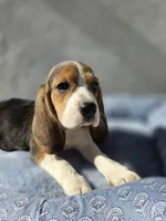 Nila, a female Beagle for sale in Fountain Valley, CA – 2 of 5
