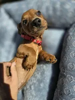 Bruno , a male Dachshund for sale in Fountain Valley, CA – 2 of 7