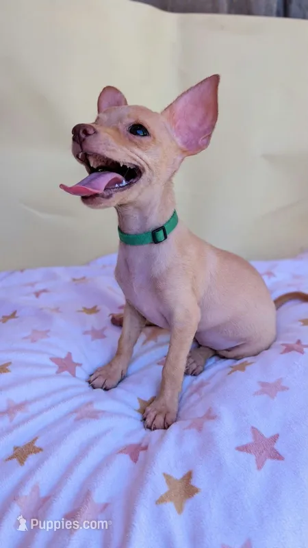 Aster  – Chihuahua puppy for sale in Fountain Valley, CA