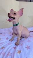 Aster , a male Chihuahua for sale in Fountain Valley, CA – 1 of 5