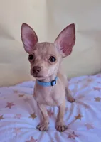 Bluebelle, a male Chihuahua for sale in Fountain Valley, CA – 2 of 4