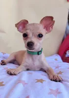 Aster , a male Chihuahua for sale in Fountain Valley, CA – 3 of 5